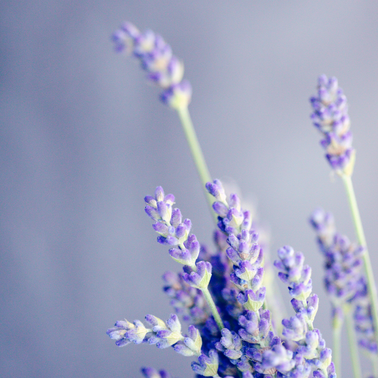 Relax + Stress Relief Bundle: Calming Lavender Essentials for Ultimate Relaxation ($10 Donated to CHEO)